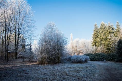 Free Images Landscape Tree Nature Forest Grass Branch Snow