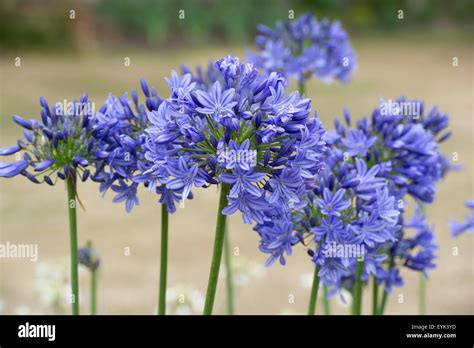 Agapanthus Lyn Valley African Blue Lily Stock Photo Alamy