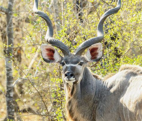 A Southern Greater Kudu Tragelaphus Strepsiceros Ssp Strepsiceros