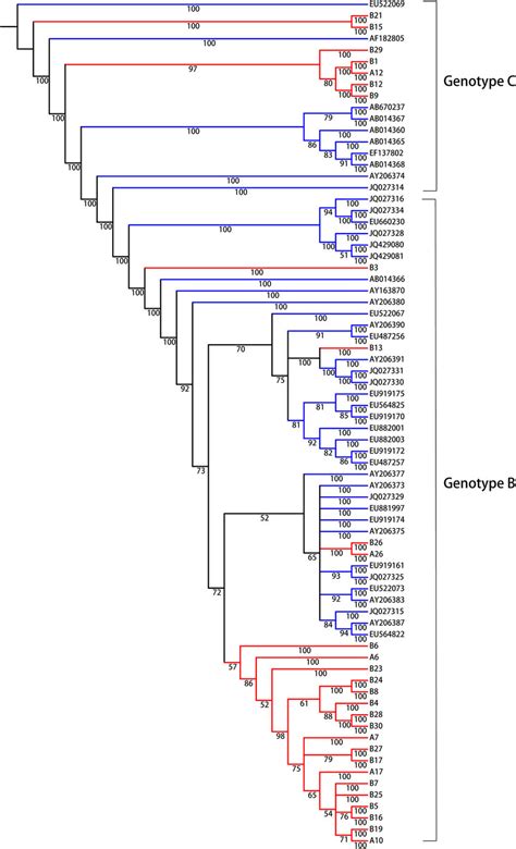 Bayesian Consensus Phylogeny Of Hbv Isolates For Genotyping Analysis Download Scientific