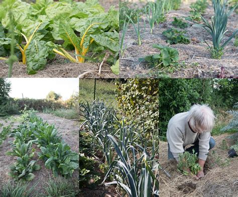 Le potager du paresseux une démarche écoresponsable papernest