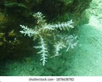 Types Hard Corals Consisting Branching Corals Stock Photo 1878638782 ...