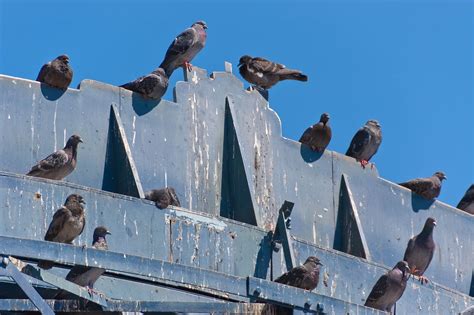 Pigeon Pest Control Pest Inspect Australia Adelaide And Newcastle