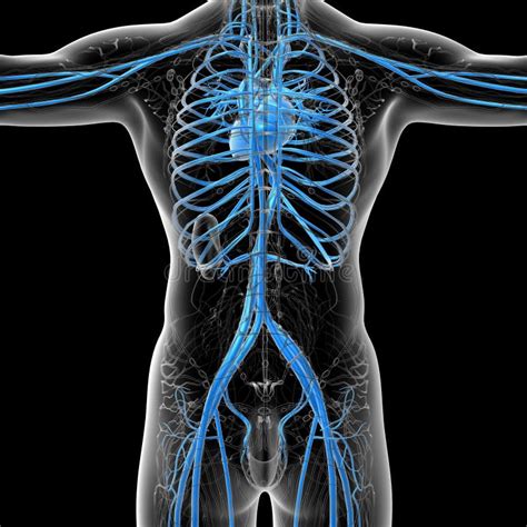 3d Rendono Lillustrazione Medica Del Sistema Vascolare Umano Illustrazione Di Stock