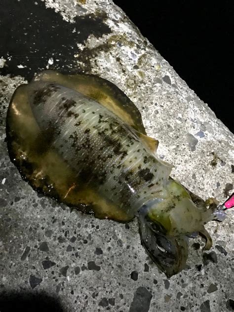 エギング 兵庫県瀬戸内海側 塩屋海岸 エギング アオリイカ 陸っぱり 釣り・魚釣り 釣果情報サイト カンパリ