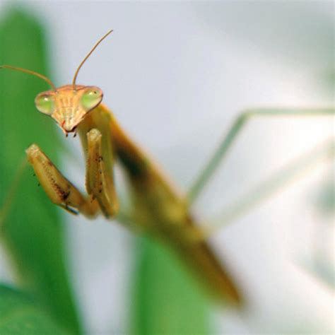 Giant Praying Mantis