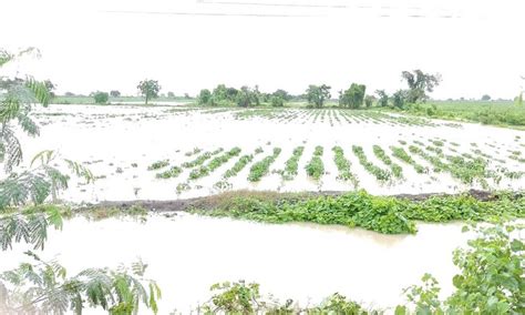 Crops In 8 Lakh Ha Damaged