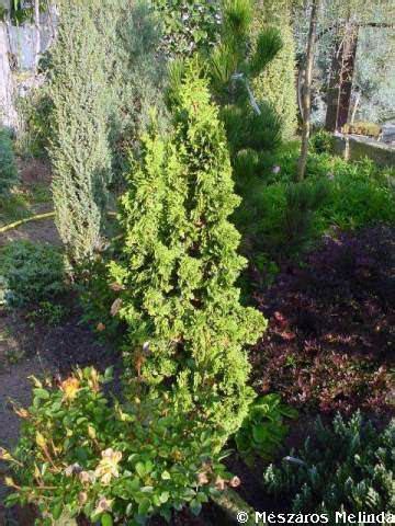 Fodros Mini Oszloptuja Thuja Occidentalis Spiralis Mini