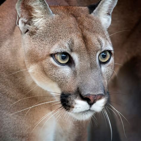 Florida Panther | Wildlife and Wild Lands