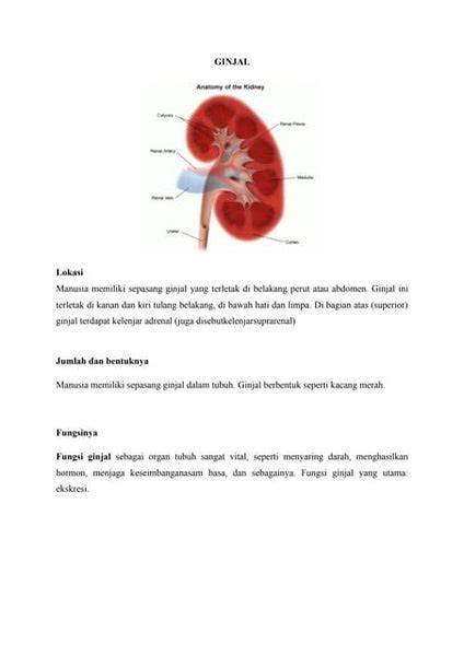 Anatomi Histologi Dan Fisiologi Pankreas Pptx