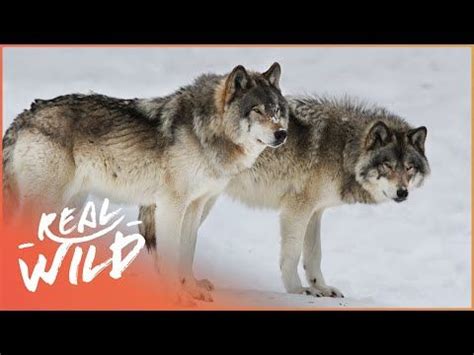 (3568) The Life Of A Wolf Pack (Wolf Documentary) | Wild About | Real ...