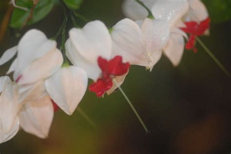 Clerodendrum Thomsoniae Lamiaceae Image 180557 At PhytoImages Siu Edu