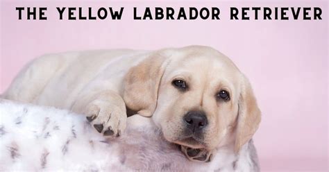 Yellow Lab: One-Stop Guide To The Yellow Labrador Retriever