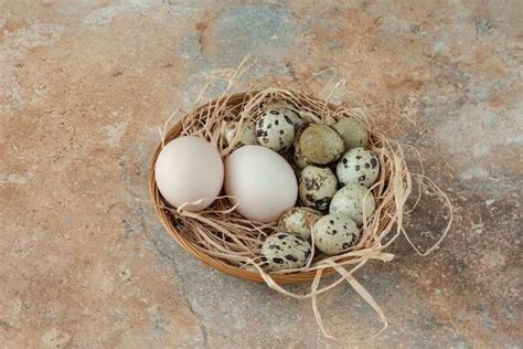 Are there any bird eggs that are not edible? - Birdful