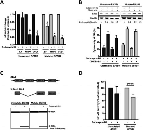 NF κB pathway inhibition by sudemycin A Gene expression analysis of