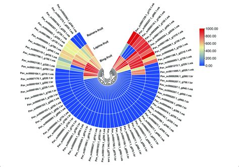 Transcriptomic Evaluation Of Pavgst Genes In The Fruit Of Three