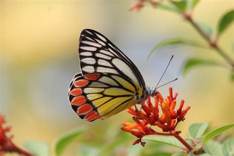 Inseto Entomologia Borboleta Foto Gratuita No Pixabay Pixabay