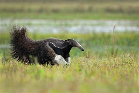 Anteater | Animal Kingdom