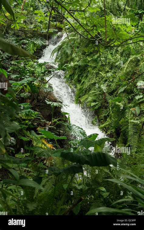 An Image Showing The Stream From The Waterfall In The Rainforest Biome