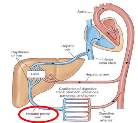 Digestive System Diagrams Flashcards Quizlet