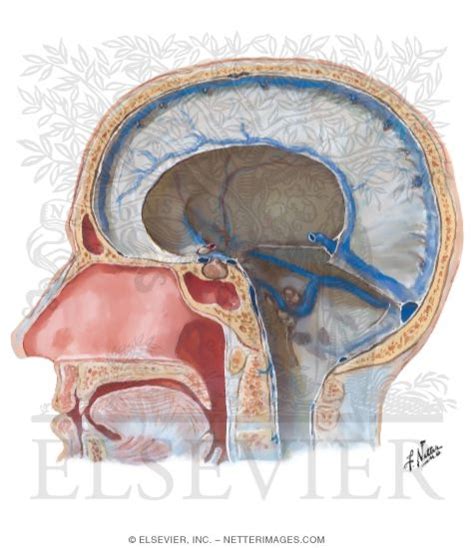 Dural Venous Sinuses