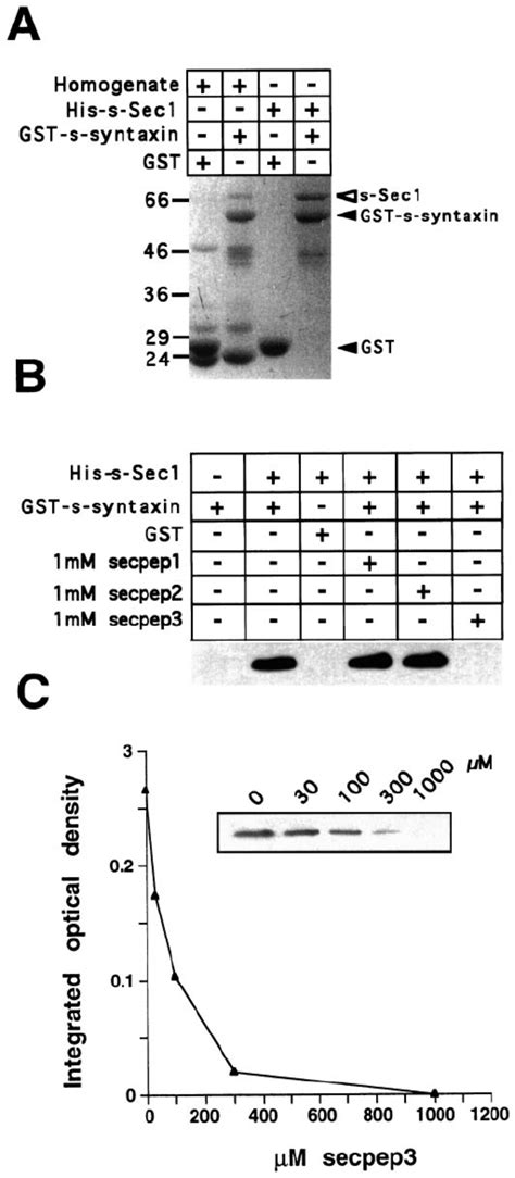 The S Sec Peptide Secpep Inhibits Binding Of S Sec To S Syntaxin A