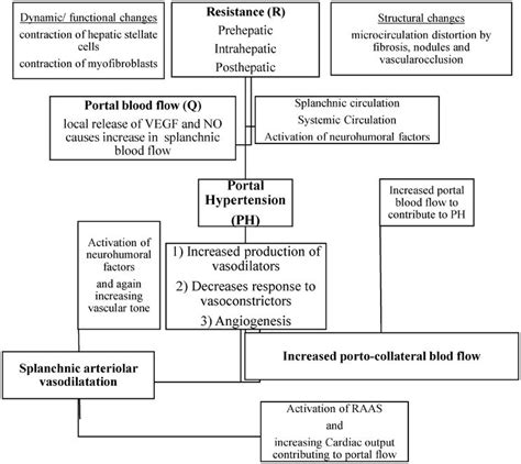 Pathophysiology Of Portal Hypertension