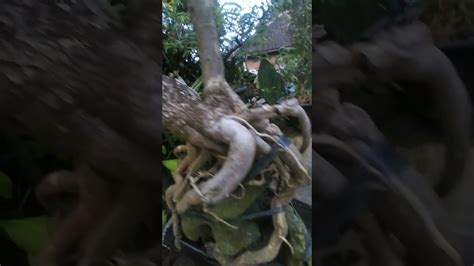 Bahan Bonsai Bogenvil Roselabunga YouTube