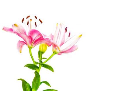 Lily Flower Background Stock Photos Images And Backgrounds For Free