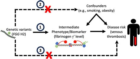 Fibrinogen And Fibrin Synthesis Structure And Function In Health And