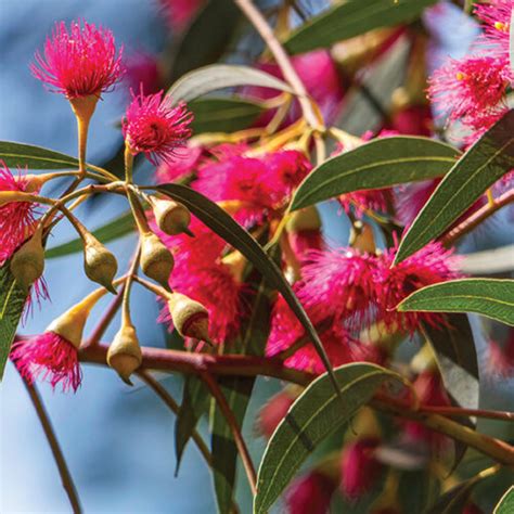 Native groundcovers - ABC Gardening Australia magazine