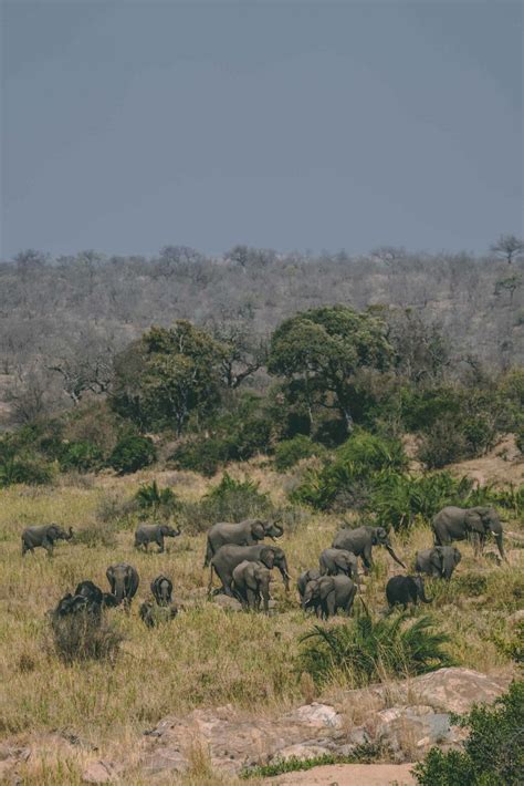 animal list kruger national park 7