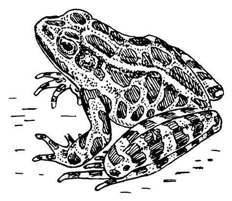 Frog Line Drawing At PaintingValley Explore Collection Of Frog