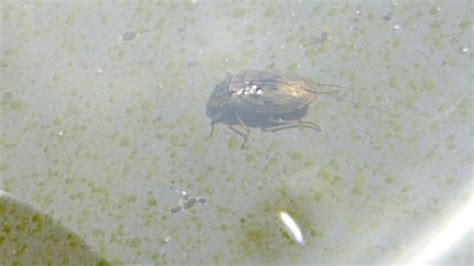 Female Diving Beetle Agabus Sulcatus Br Nklukkur Brunnklukka