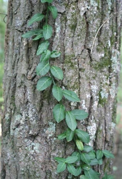 Winter Creeper | University of Maryland Extension