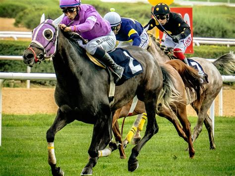 Turkish Thoroughbred Horse - Horse Breeds