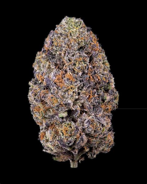 LEMON CHERRY GELATO Paisa Seeds