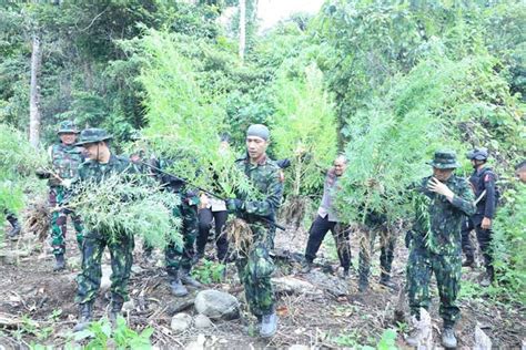 BNN RI Musnahkan 23 Ribu Batang Ganja Di Aceh ANTARA News Aceh