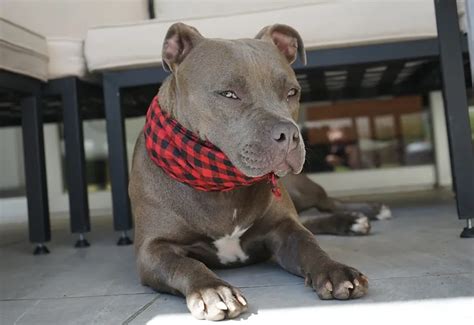 5 Types Of Pit Bull Dog Breeds With Comparisons! - Pet Pawlooza