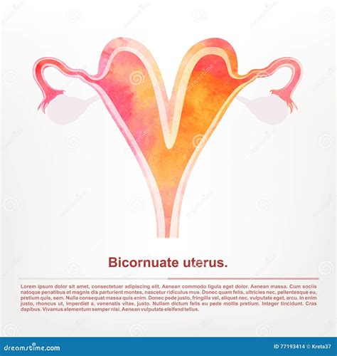 The Female Reproductive Organ Bicornuate Uterus Stock Vector