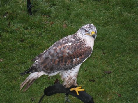 birds  prey   moors centre  philip barker geograph britain