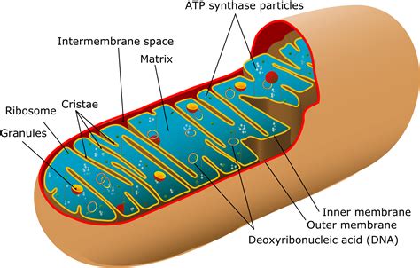 Matrix of mitochondria - profsclub