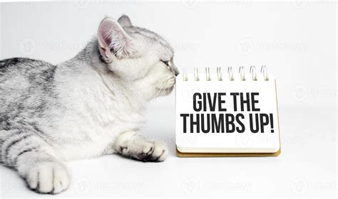 Cat Thumbs Up Stock Photos, Images and Backgrounds for Free Download