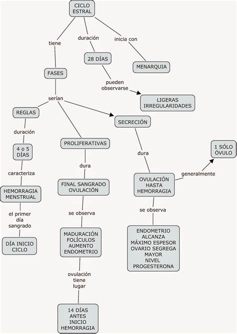 Mapas Mentales Y Cuadros Sinópticos Sobre El Aparato Reproductor