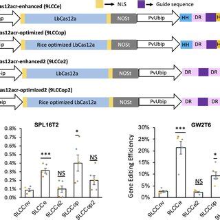 Improving The Gene Editing Efficiency Of LbCas12a A Schematic