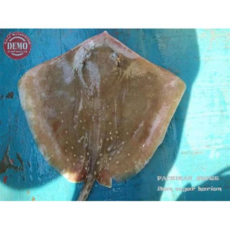 Jual Ikan Pari Segar 1Kg Ikan Segar Hasil Laut Segar Harian Dan ...