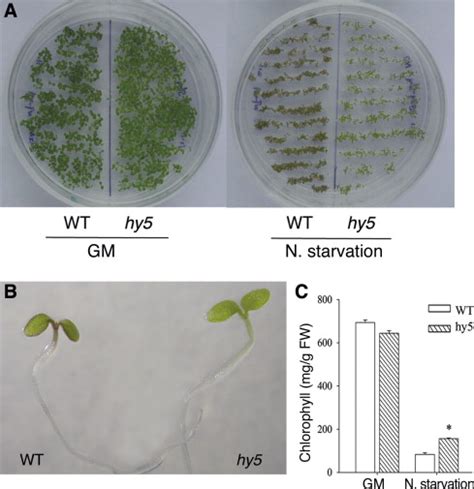 Phenotype Of The Hy5 Mutant Growing Under The Nitrogen Starvation