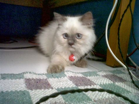 Jual Beli Kucing Persia Area Solo Welcome