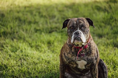 American Bully Colors: 5+ Wonderful Colors & Combinations