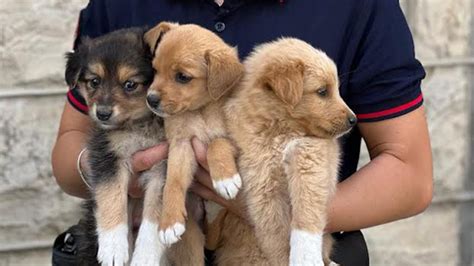 Cuccioli Di Cane Abbandonati Salvati Dai Carabinieri Forestali Vivi